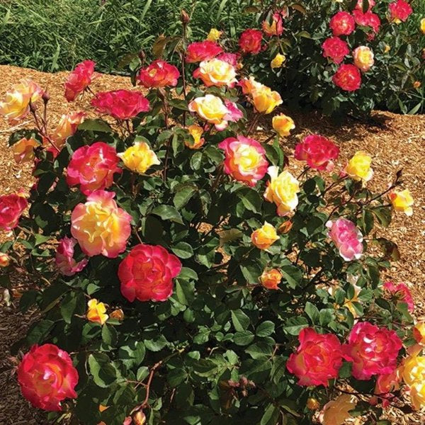 2g Gumball Goody Rose,