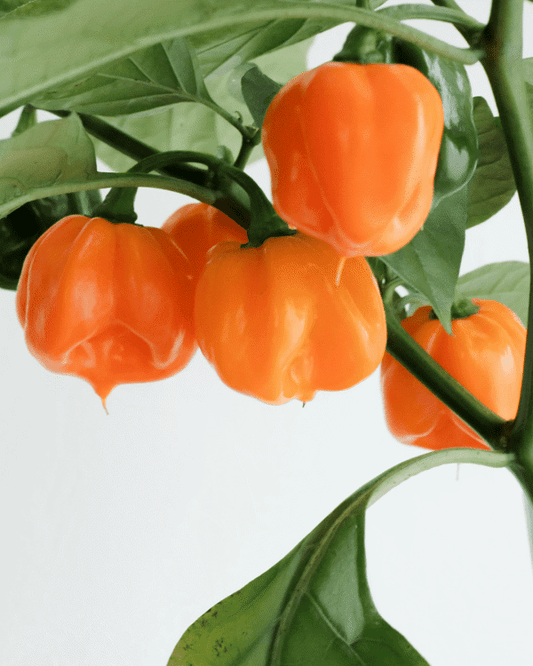 4 Inch Habanero Pepper