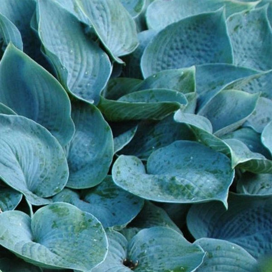 1g Hadspen Blue Hosta