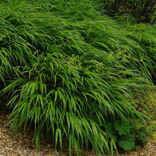 2g Hakone Grass