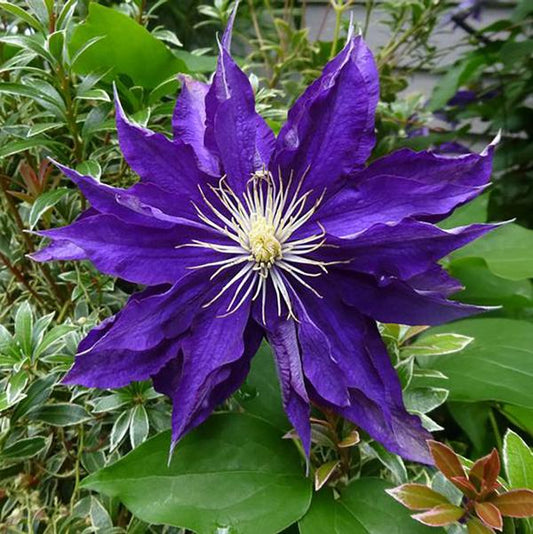 1g Haku Ookan Clematis