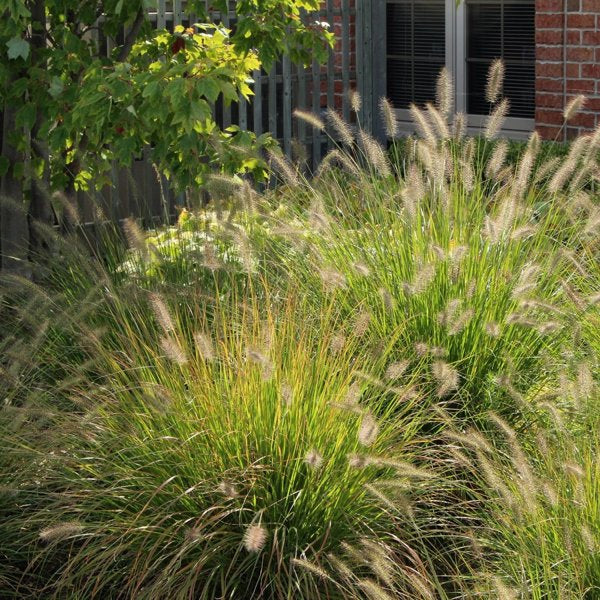 1g Hameln Fountain Grass
