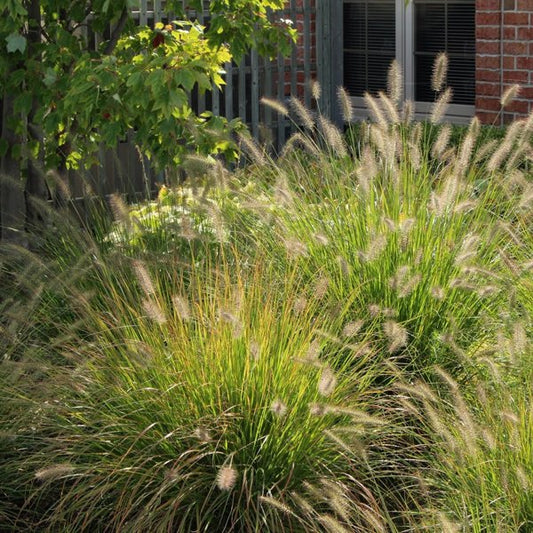1g Hameln Fountain Grass