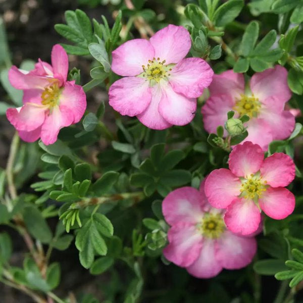 1 Quart Happy Face Hearts Potentilla