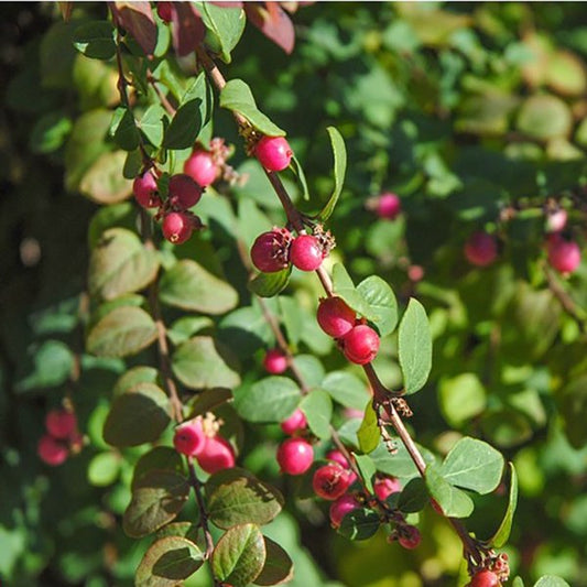 2g Hancock Coralberry