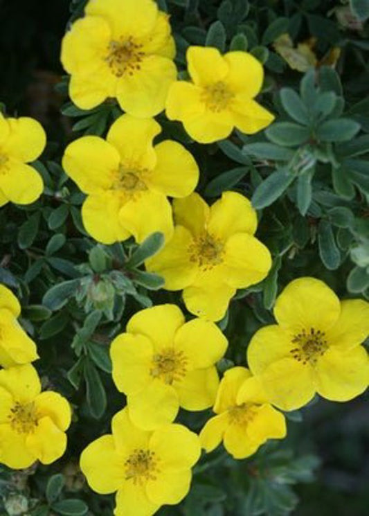 1 Quart Happy Face Yellow  Potentilla fruticosa