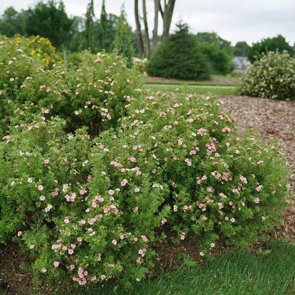 1 Quart Happy Face Pink Paradise Potentilla