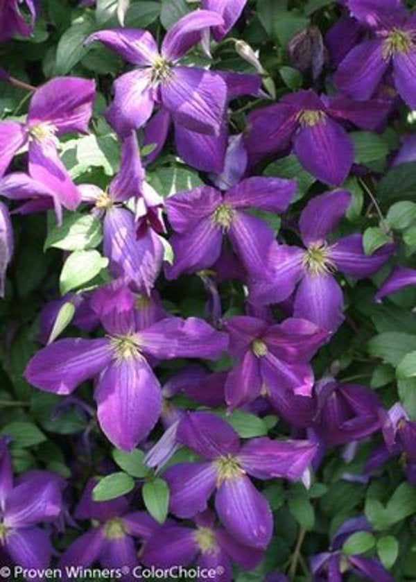 1 Quart Happy Jack Purple  Clematis x