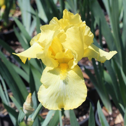 1g Harvest of Memories Bearded Iris
