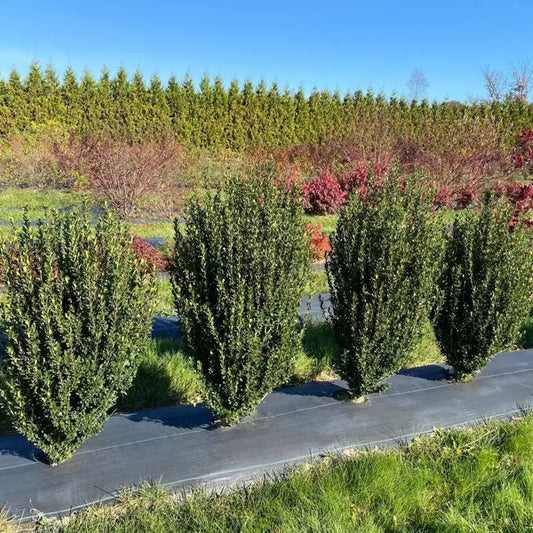 1 Quart Hedge Box Japanese Holly
