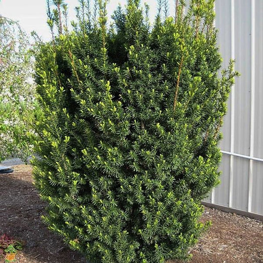5g Hicks Hybrid Yew