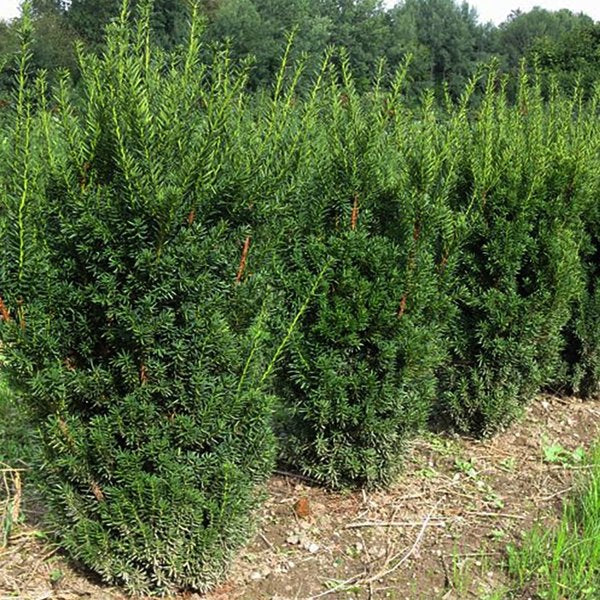 5g 50cm Hill's Yew Tree