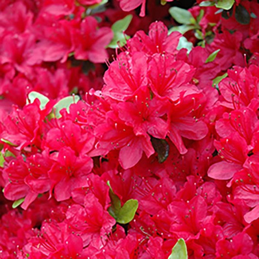 2g Hino Crimson Azalea