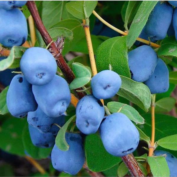 1g Honey Bee Honeyberry