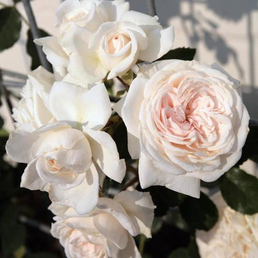 2g Honeymoon Arborose Rose