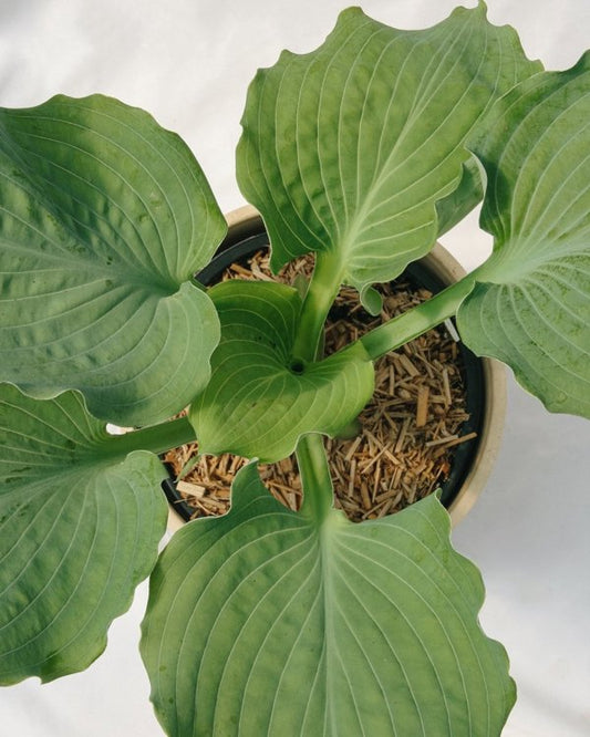 1g Hosta Diamond Lake