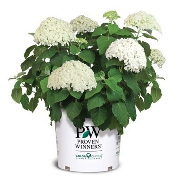 1 Quart Incrediball  Smooth Hydrangea