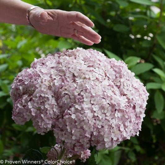 1 Quart Incrediball Blush  Smooth hydrangea