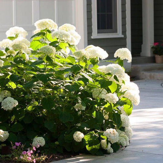 1 Quart Incrediball Storm Proof Hydrangea