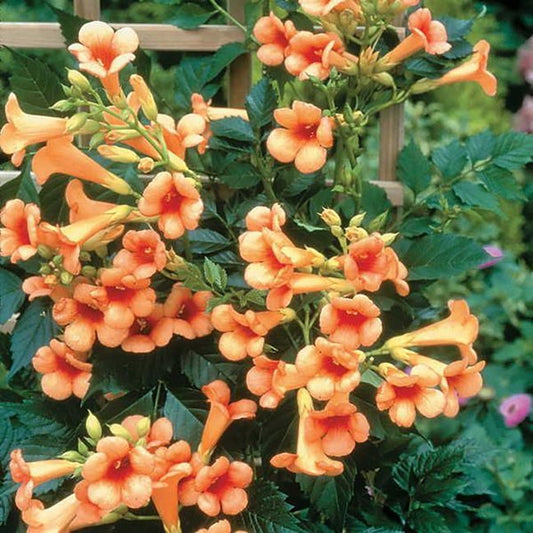 2g Indian Summer Trumpet Vine