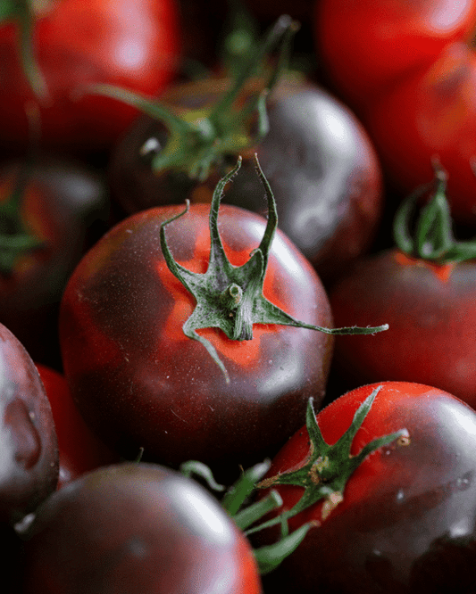 4 Inch Indigo Blue Berry Tomato
