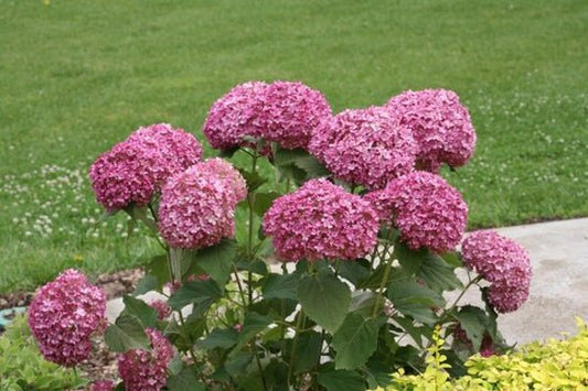 1 Quart Invincibelle Mini Mauvette  Smooth hydrangea