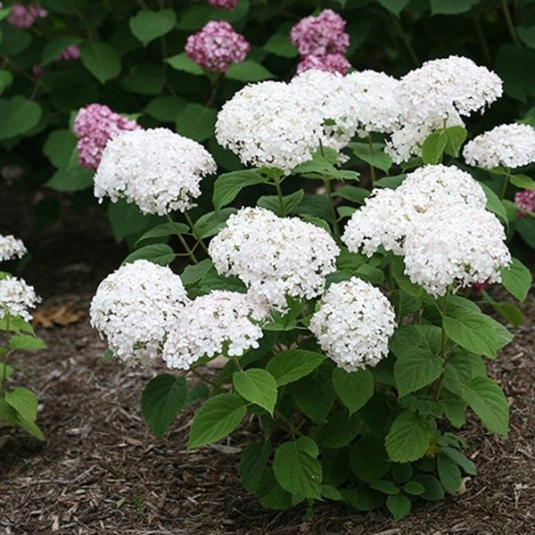 2g Invincibelle Wee White Smooth Hydrangea