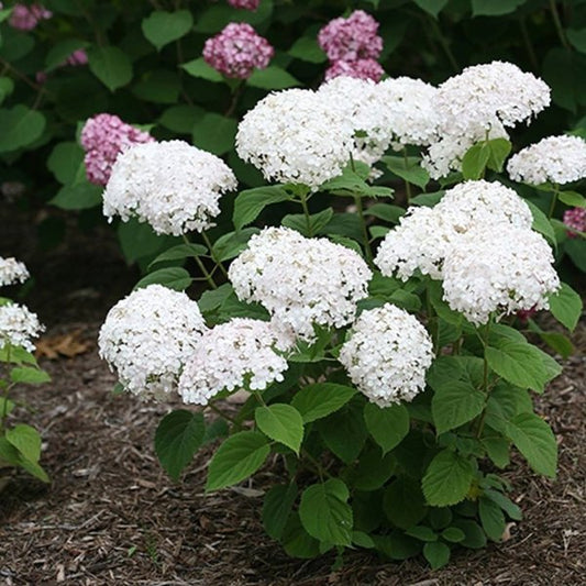 2g Invincibelle Wee White Smooth Hydrangea
