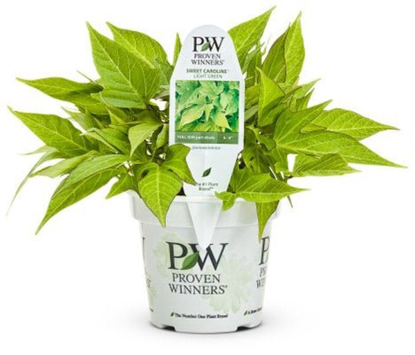 4 Inch Ipomoea Sweet Caroline Light Green