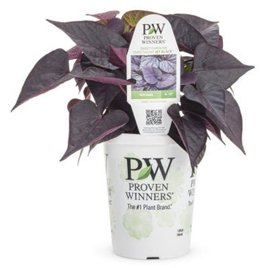 4 Inch Ipomoea Sweet Heart Jet Black