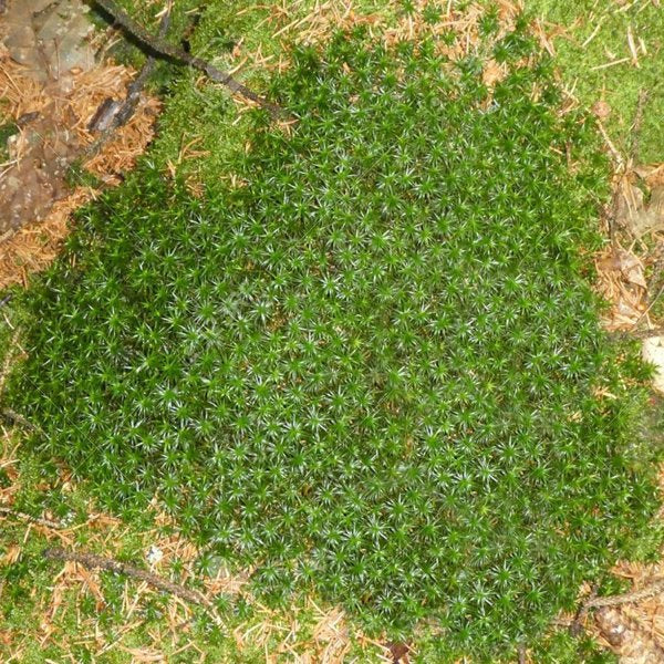 1g Irish Moss
