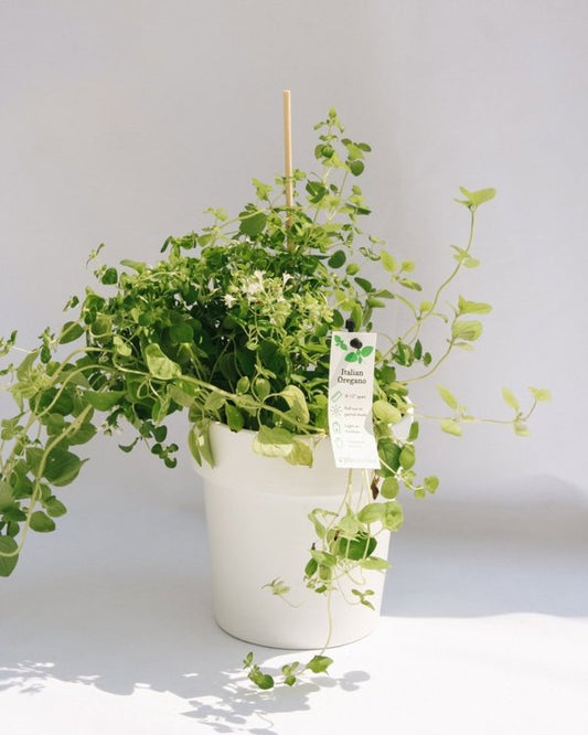 4 Inch Italian Oregano