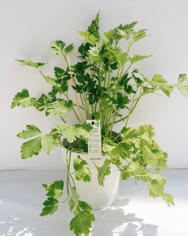 4 Inch Italian Parsley