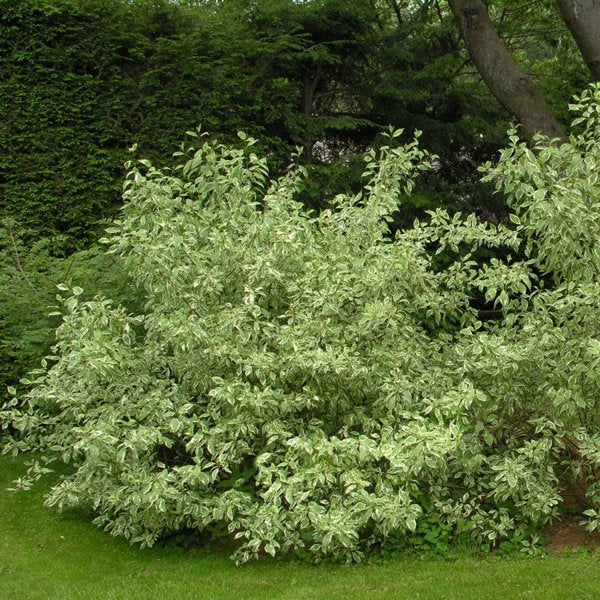 5g Ivory Halo Red Twig Dogwood