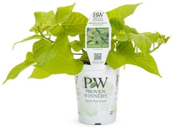 4 Inch Ipomoea Margarita Green