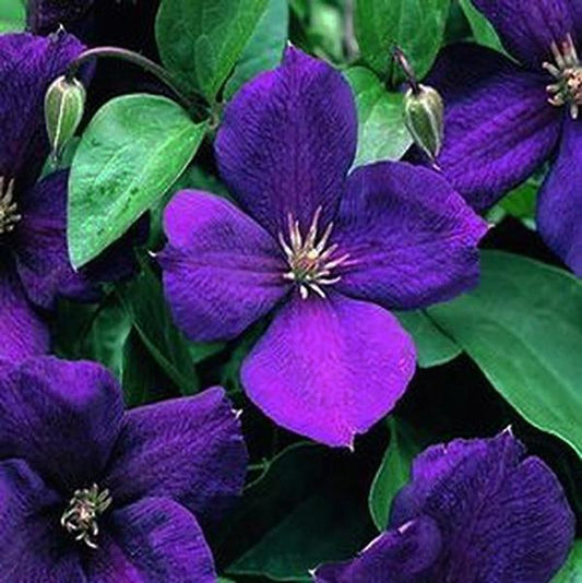 1g Jackmanii Superba Clematis