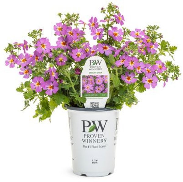 4 Inch Jamesbrittania Safari Dusk