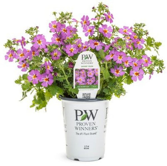 4 Inch Jamesbrittania Safari Dusk