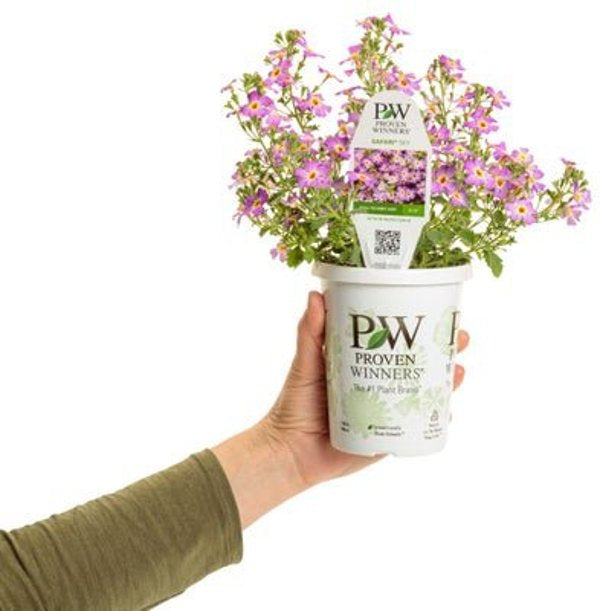 4 Inch Jamesbrittania Safari Sky