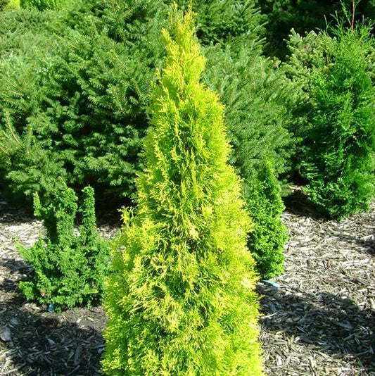 2g Jantar Arborvitae