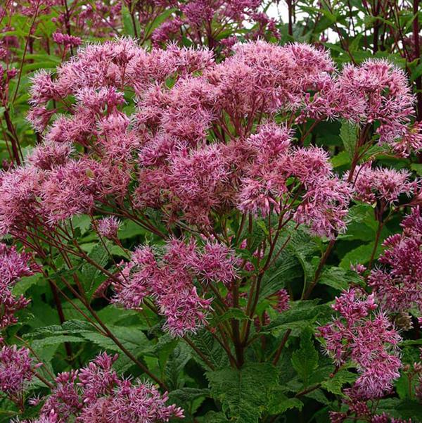 11cm Joe Pye Weed