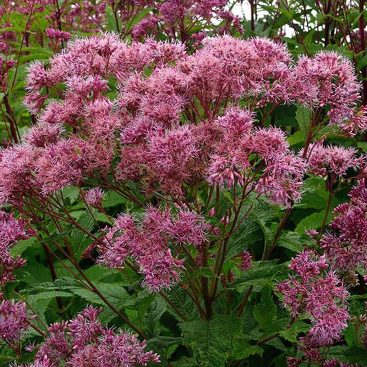 11cm Joe Pye Weed