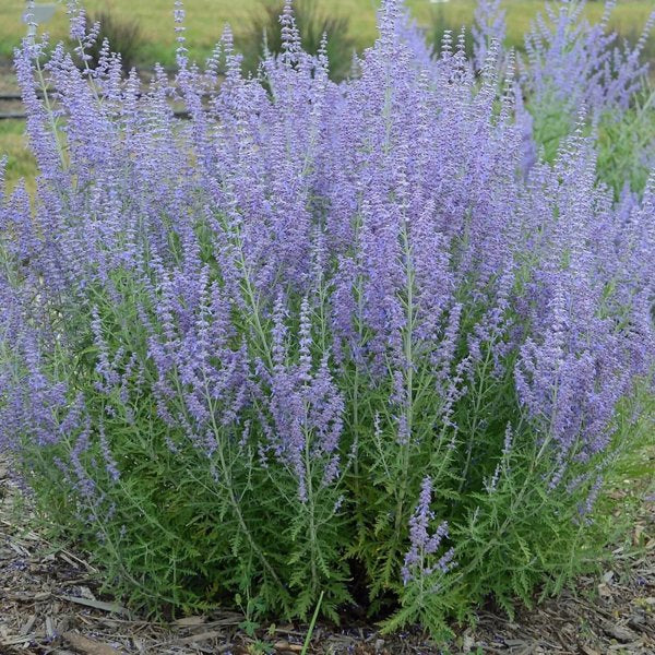 1g Jelena Russian Sage