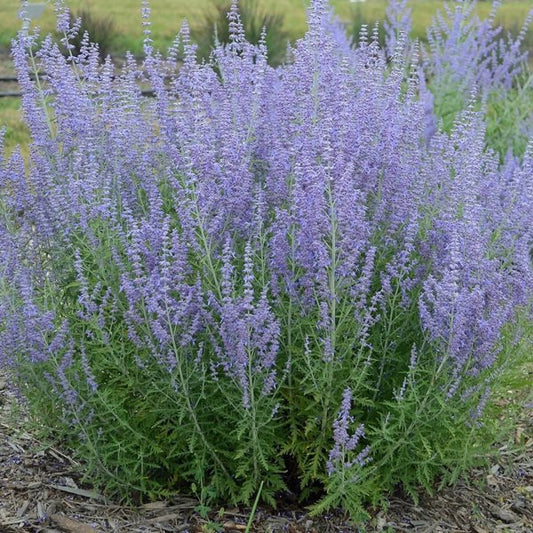 1g Jelena Russian Sage