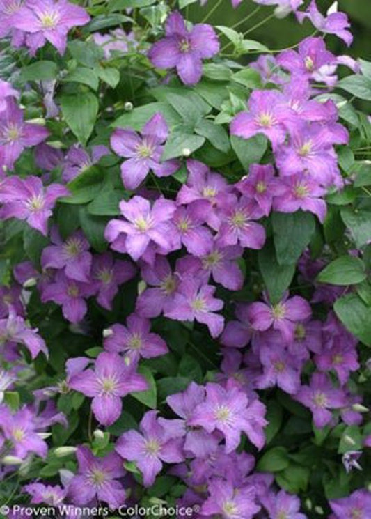 1 Quart Jolly Good  Clematis sp.