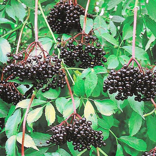 1g Johns Elderberry