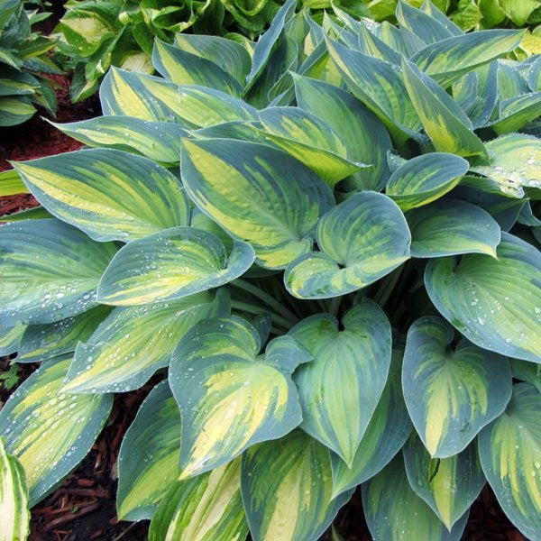 1g June Hosta