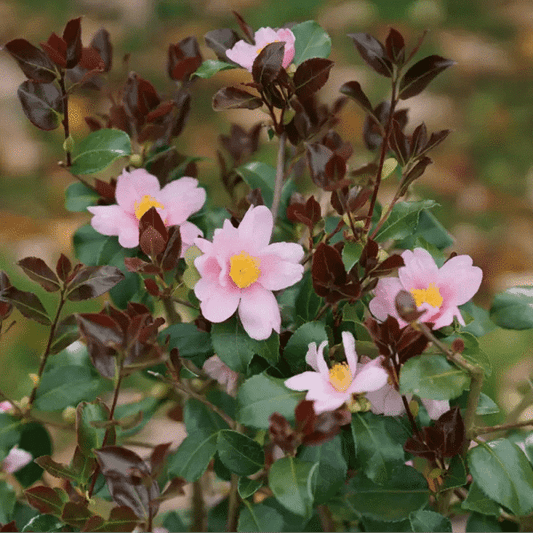 1 Quart Just Chill Red Tip Camellia