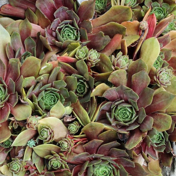 1g Kalinda Hens and Chicks