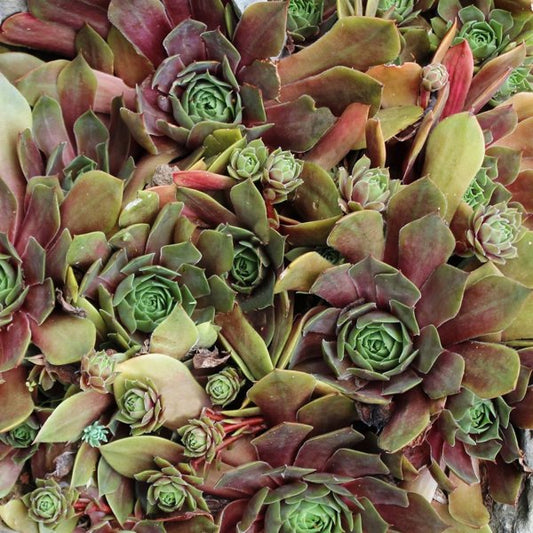 1g Kalinda Hens and Chicks